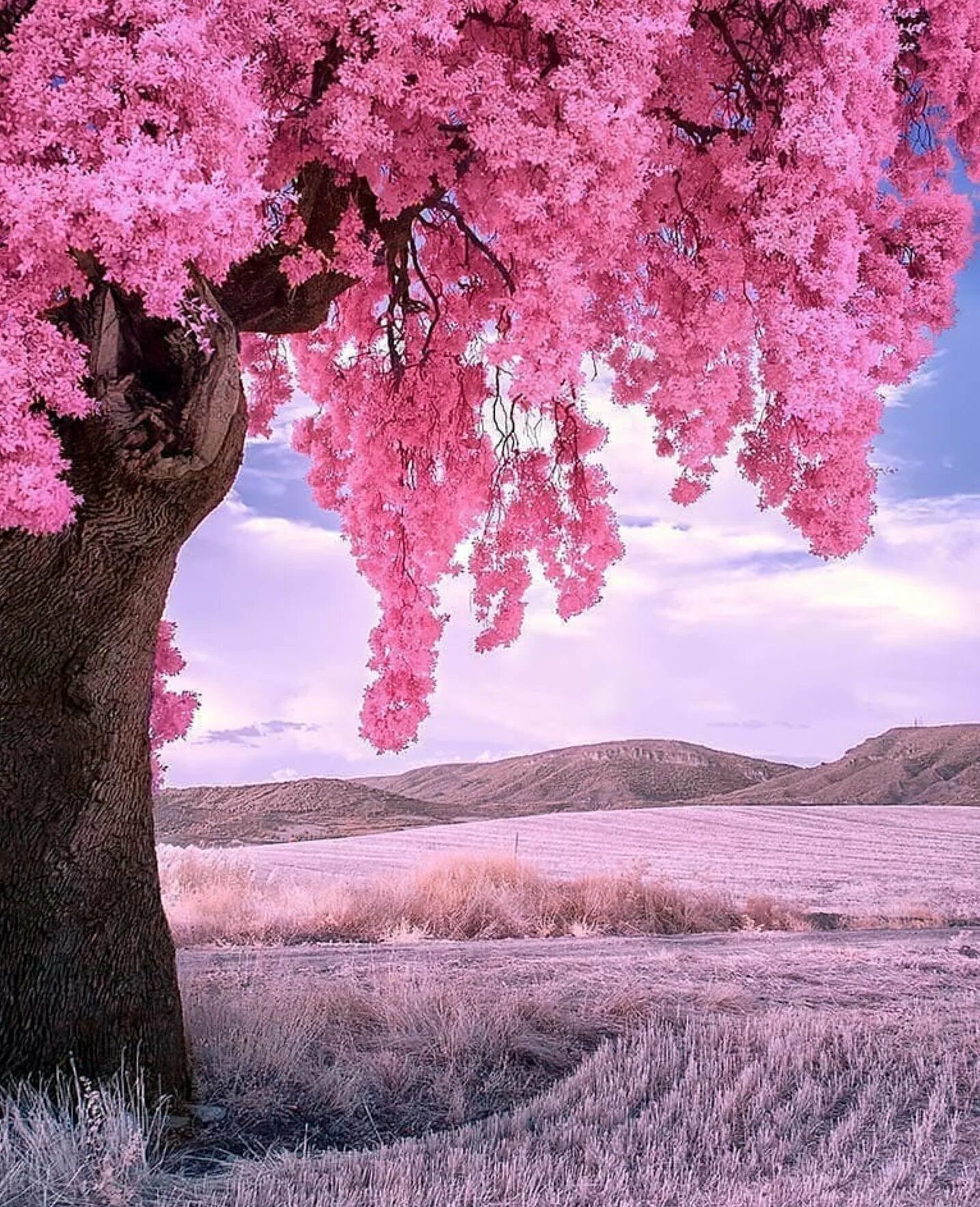 Что такое сакура дерево. Черри блоссом Сакурай. Красивое дерево. Сакура дерево. Розовый пейзаж.