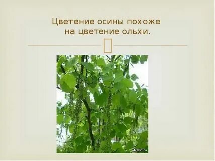Систематика осины