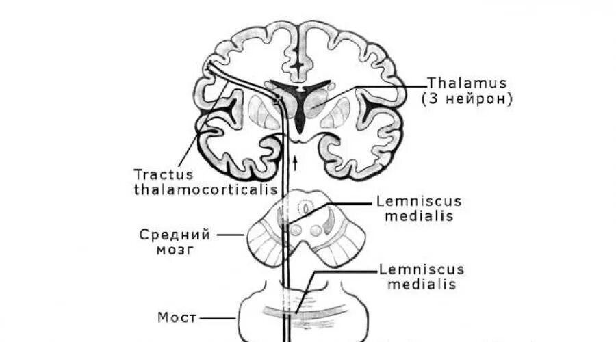Проводящие системы головного мозга. Проводящие пути проприоцептивной чувствительности схема. Проводящие пути проприоцептивной чувствительности. Проводящие пути поверхностной чувствительности схема. Спиноталамический путь схема неврология.