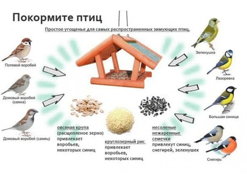 Покормите птиц зимой. Чем кормить птиц зимой. Корм для птиц в кормушку. Чем кормить зимующих птиц. Сыпать в кормушку