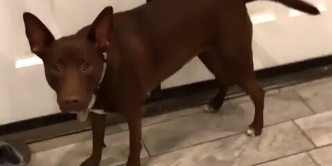 Говорящая собачка видео
