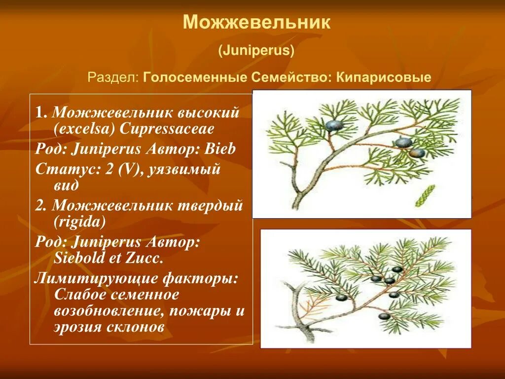 Почему можжевельник относится к высшим семенным растениям. Голосеменные можжевельник. голосеменные растения можжевельник. можжевельник красная крига. можжевельник род вид семейство.