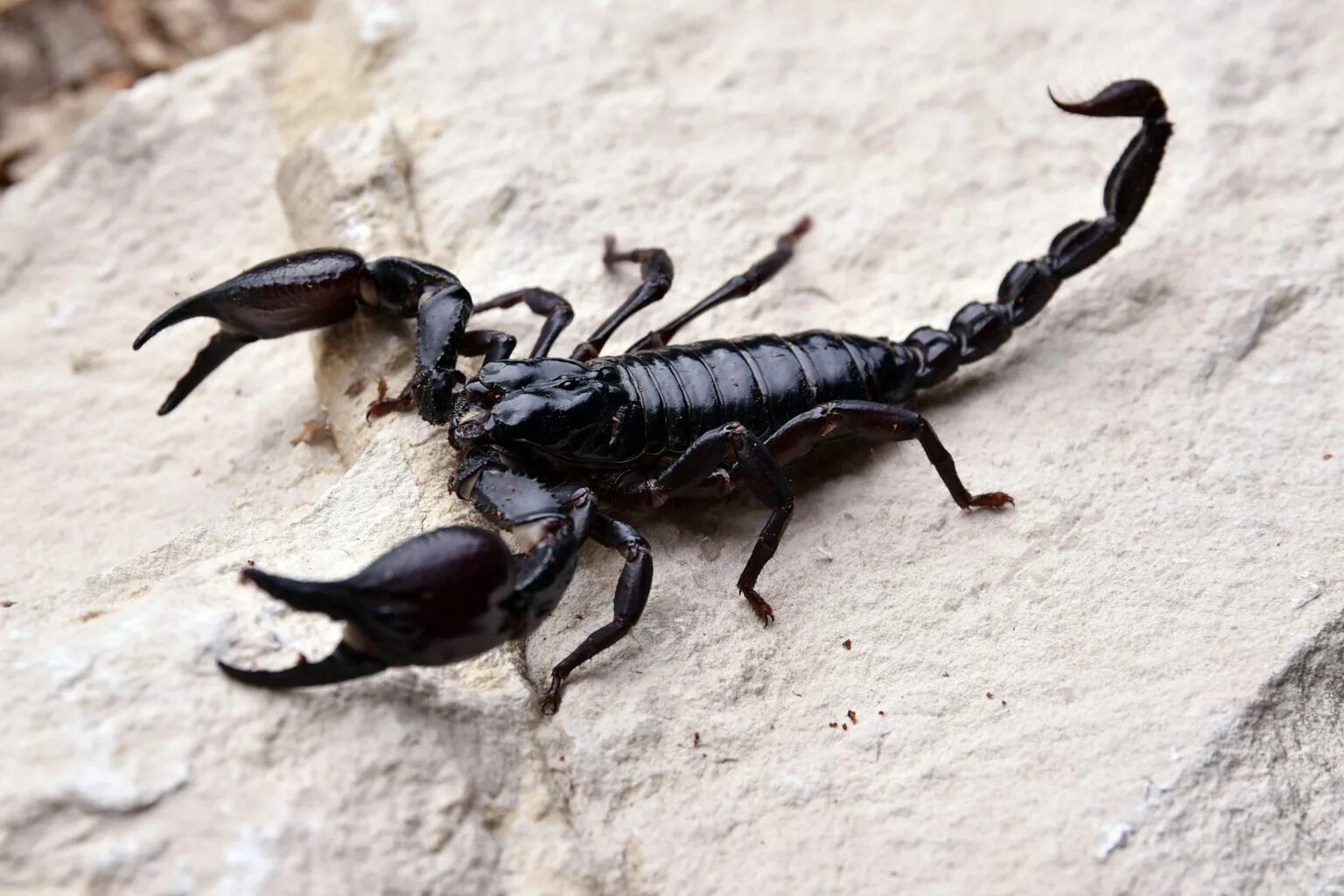 Heterometrus laoticus. Палестинский Скорпион генурис. Heterometrus spinifer. Скорпионы рода Heterometrus.