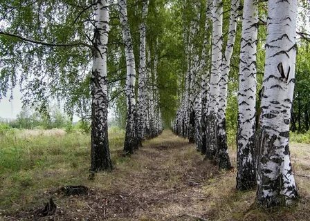 Березовая роща корень