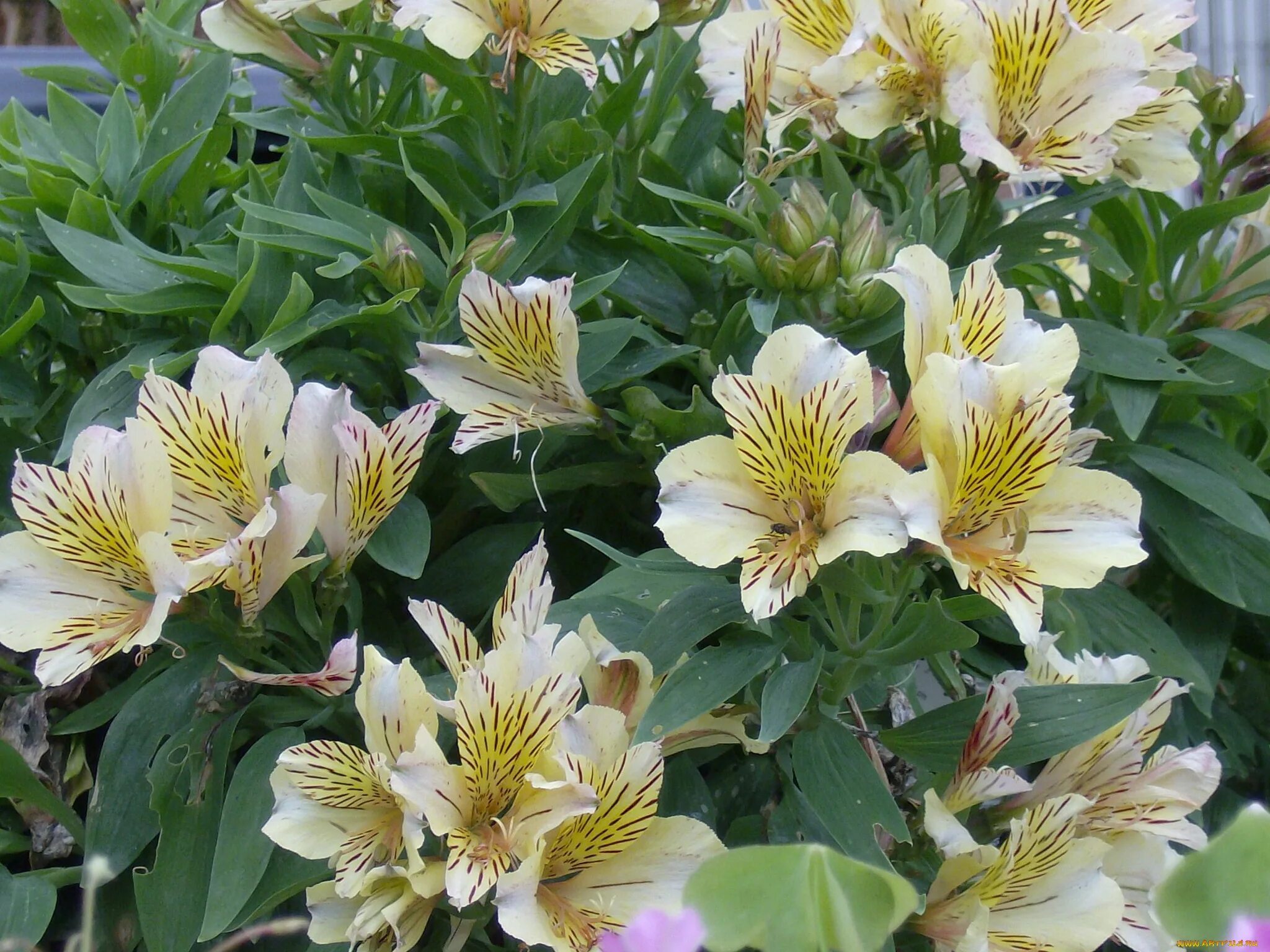 Альстрёмерия. Альстромерия Фунза. Альстромерия (Alstroemeria). Альстромерия вариегатная.