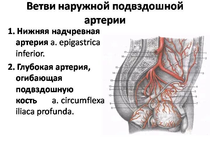 Ветви наружной подвздошной артерии. Нижняя надчревная артерия ход. Нижняя эпигастральная артерия анатомия. Глубокая артерия огибающая подвздошную кость.