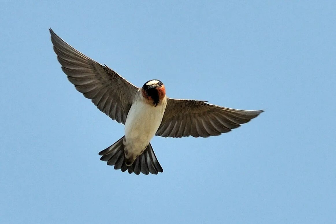 Bird has flown. Белолобая Горная Ласточка. Ласточка птица. Ласточка в полете. Крылья ласточки.