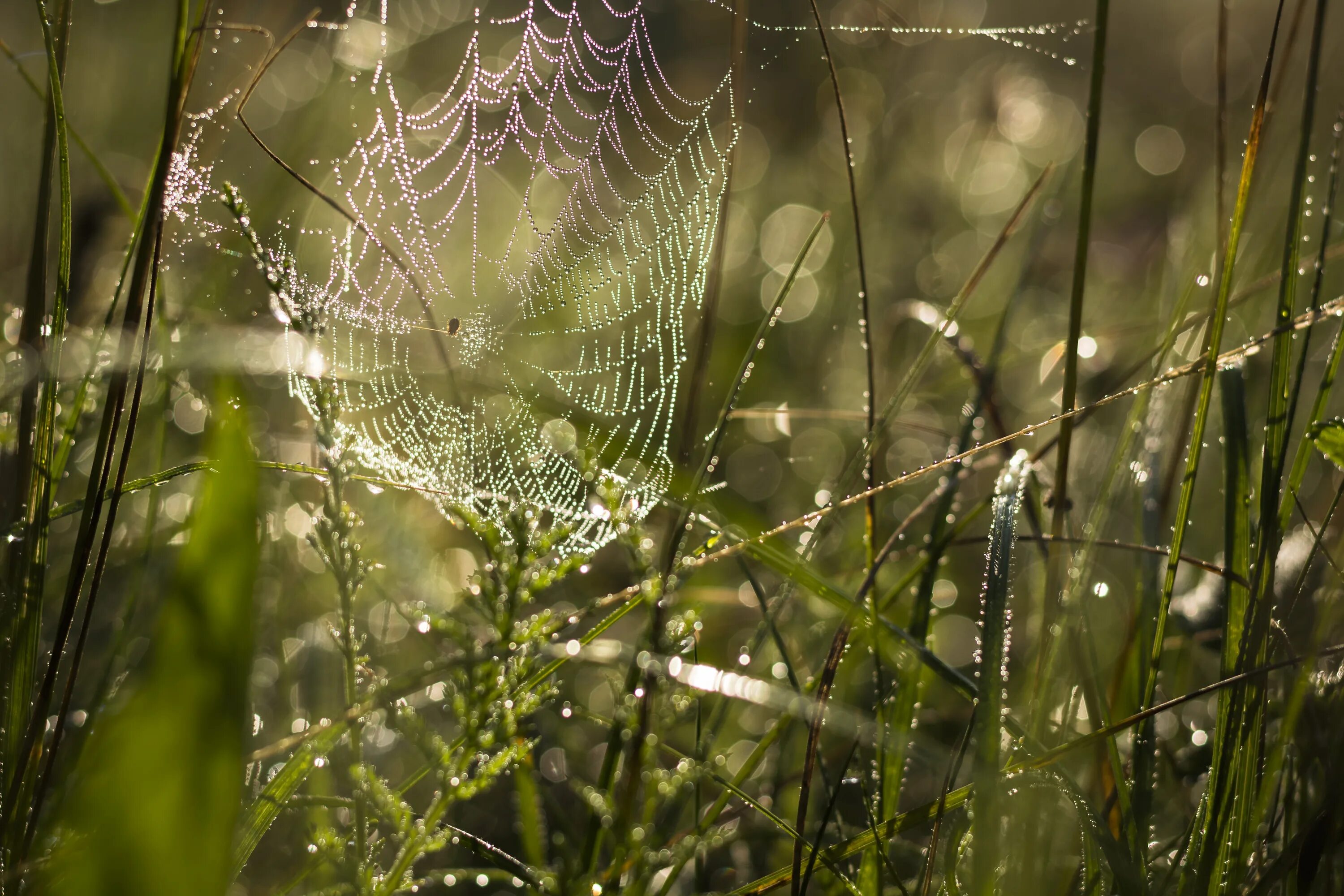 за последним порогом. андрей стоев - за последним порогом. стоев паутина слушать. аудиокнига паутина. фон сетевая паутина.