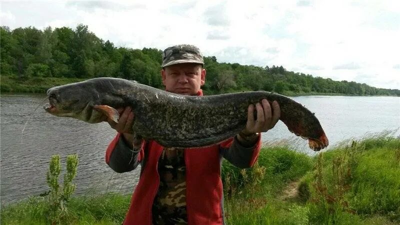 Река клязьма рыбалка. Рыба в клязьме владимирская область. Рыба в клязьме. Рыбалка на клязьме во владимирской области. Рыбы реки клязьмы.