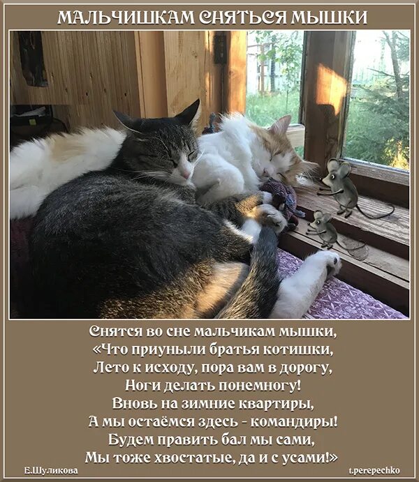 К чему снятся крысы. К чему снятся крысы. К чему снится мышь женщине. Сонник летучая мышь. К чему снится мышь маленькая.