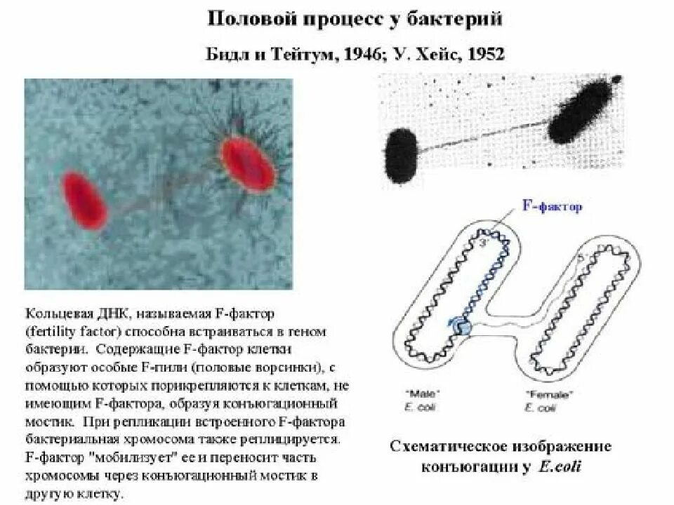 Имеется кольцевая хромосома. Строение бактериальной хромосомы. Половые процессы бактерий. Половой процесс у бактерий. Строение хромосомы бактерий.