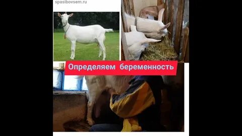 Сколько месяцев носит коза