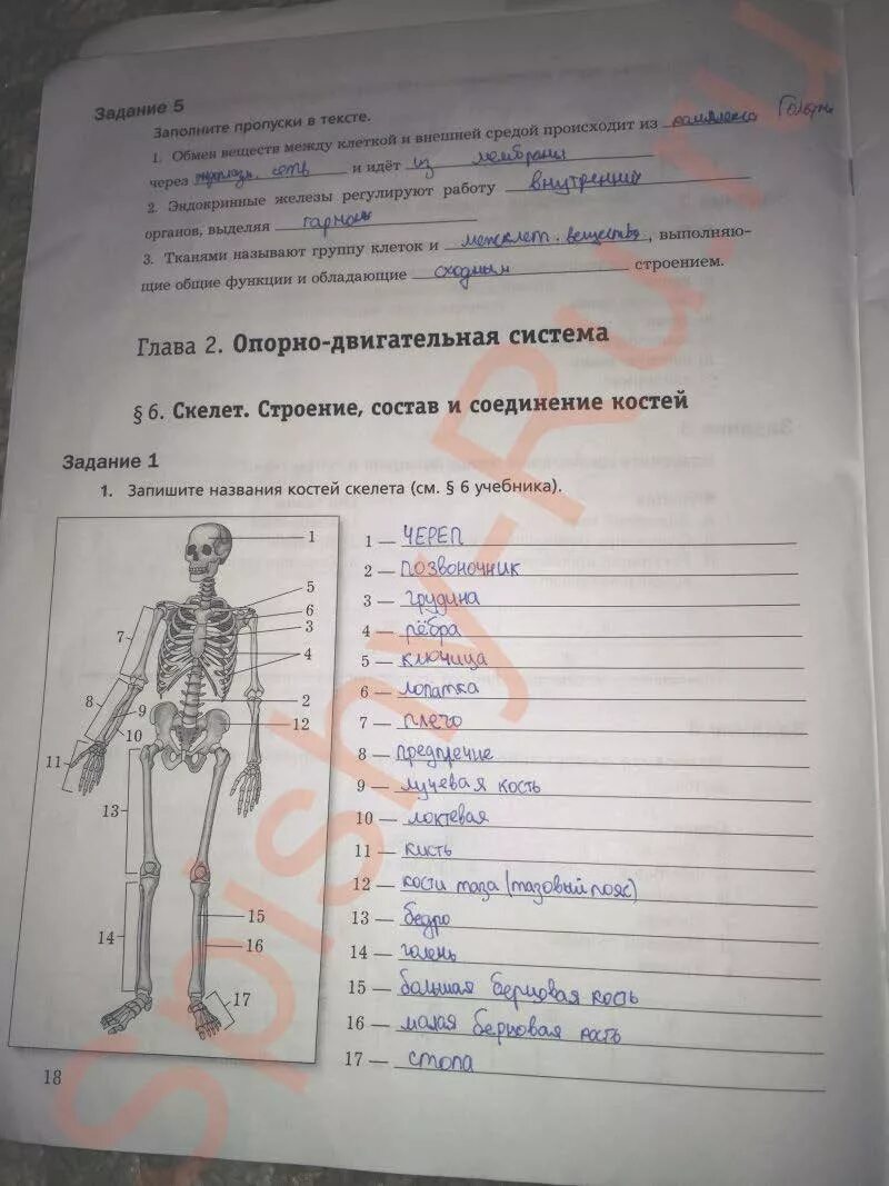 Биология маш 8 класс ответы. Скелет человека биология 8 класс драгомилов. Биология 8 класс рабочая тетрадь драгомилов. Рабочая тетрадь по биологии 8 класс драгомилов 1 часть. Биология 8 класс драгомилов маш.