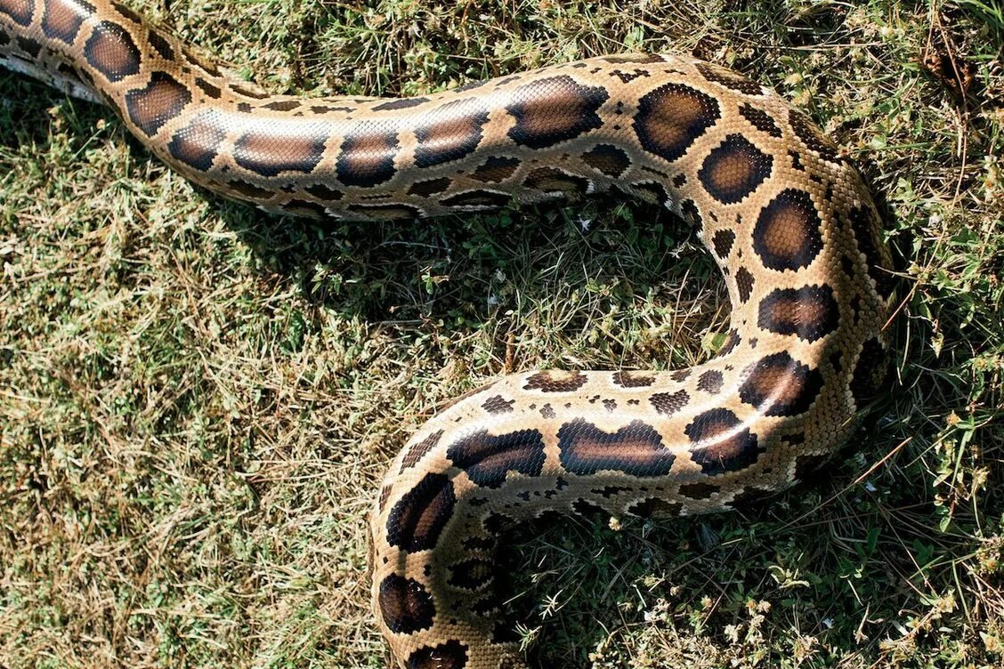 Питон региус нормал. Змея тигровый питон. Тиморский питон. Какая версия питона. Королевский питон фото.