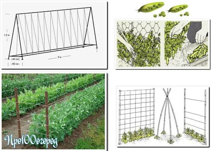 Как правильно посадки сделать. Подвязать горох на грядке в открытом грунте. Подвязать горох на грядке в открытом. Как подвязать горох на грядке в открытом. Подпорки для гороха в открытом грунте.