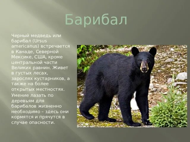 Медведь барибал умеет лазить по деревьям. Барибал ареал обитания. Барибал медведь. Барибал, или черный медведь. Барибал медведь Канада.