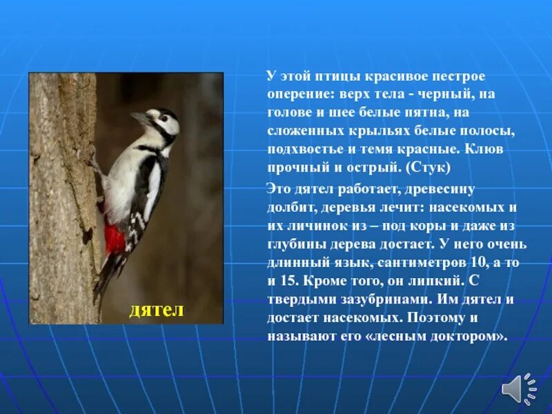 У этой птицы красивое пестрое оперение верх тела черный. Дятел оперение. У этой птицы красивое пестрое оперение. Дятел достает личинки насекомых. Большой пестрый дятел имеет черное оперение