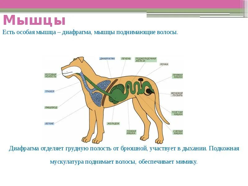 Внутреннее строение млекопитающих. Внешнее строение млекопитающих. Внутреннее строение млекопитающих животных. Внешнеестраение млекопитающих. Мускулатура млекопитающих