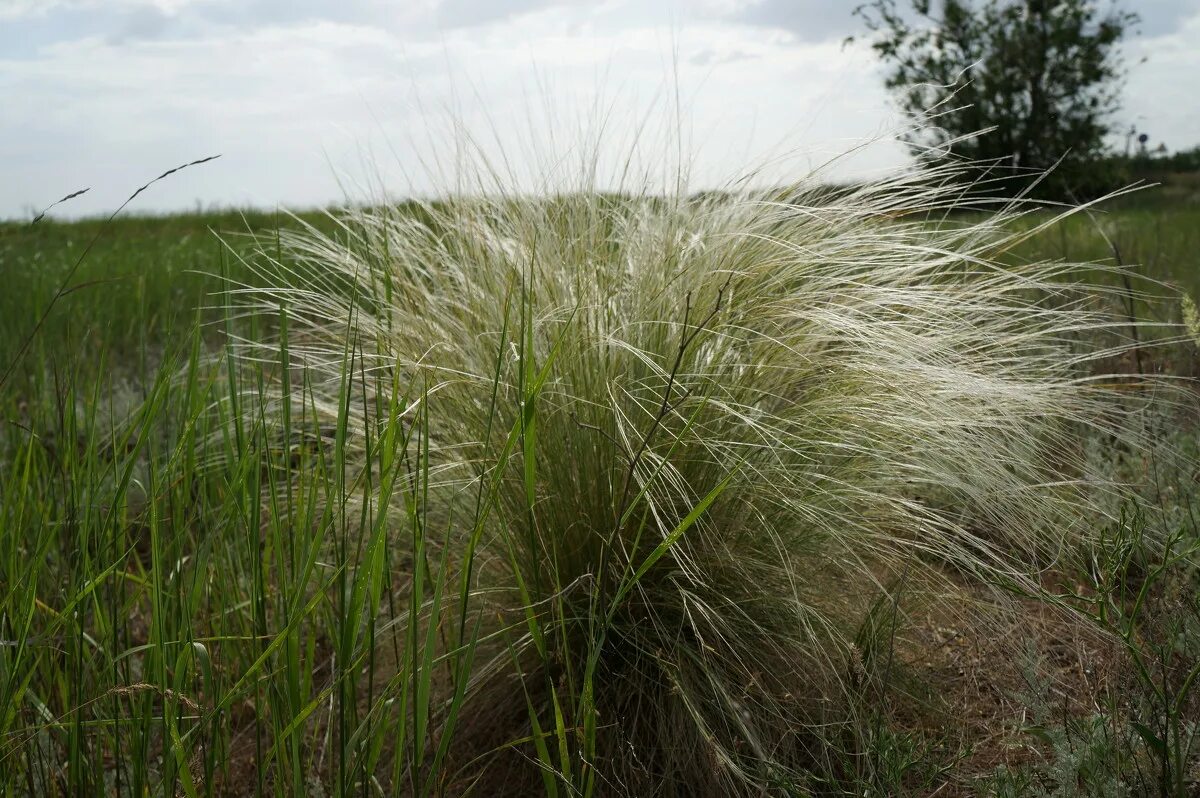 Ковыль восточный алтай. Седой ковыль. Седой ковыль. Ковыль трава степная. Ковыль в калмыкии.