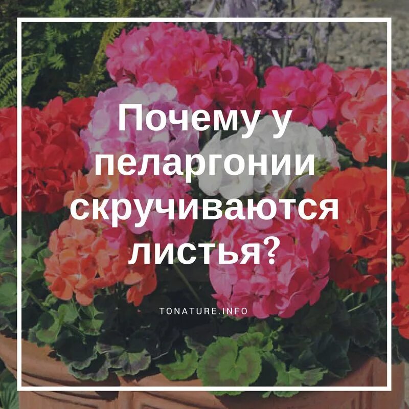 Можно ли герань подкармливать. Грунт для пеларгоний. Лист пеларгонии. Подкормка для королевской пеларгонии для цветения. Удобрения для пеларгонии плющелистной.