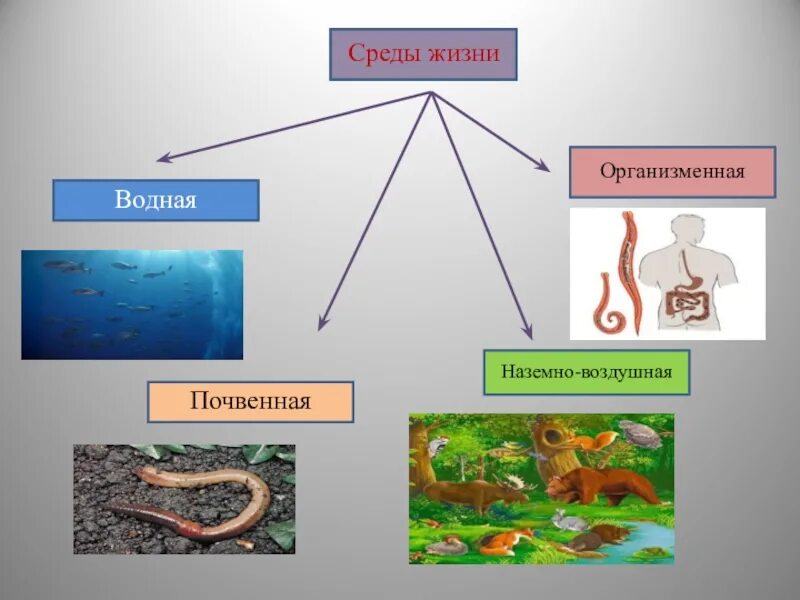 Презентация организменная среда 5 класс. Среда обитания среда жизни. Организменная среда среда обитания. Жизнь и еда. Среды жизни водная наземно-воздушная почвенная организменная.