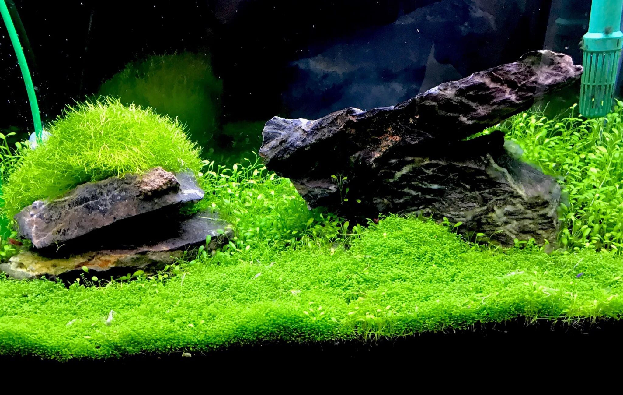 акваскейп травник. черный фон для аквариума. перенаселение цихлидника. аквариум 500 литров цихлидник. акваскейп с черным грунтом.