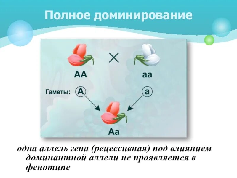 Суть полного доминирования. Пример полного доминирования аллельных генов. Кодоминирование полное и неполное доминирование. Полное доминирование это в генетике. Рецессивные аллели генов.