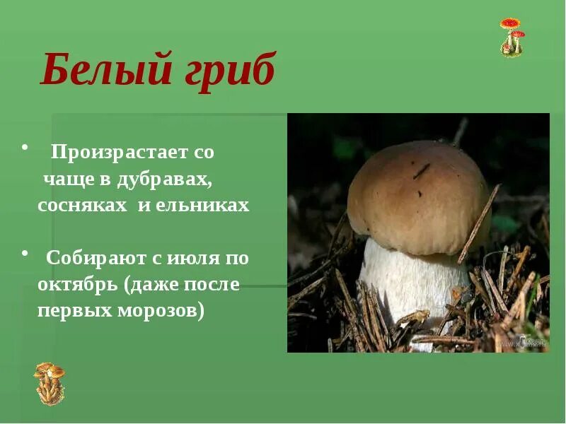 Рассказ о белом грибе 2 класс. Сообщение о грибах. Интересные факты о грибах. Белый гриб описание. Белый гриб презентация.