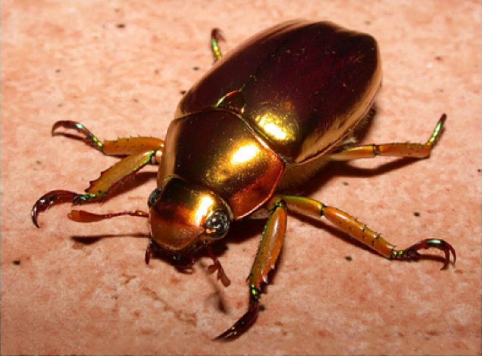 Жук Chrysina resplendens. Золотой Жук скарабей. Золотой Майский Жук. Жуки скарабеи Майский Жук.