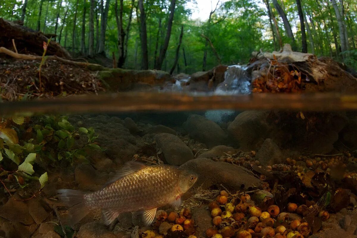 Карась среда обитания водная. Барбус в дикой природе. Карась в природе. Рыбы в естественной среде обитания. Рыба в лесу.