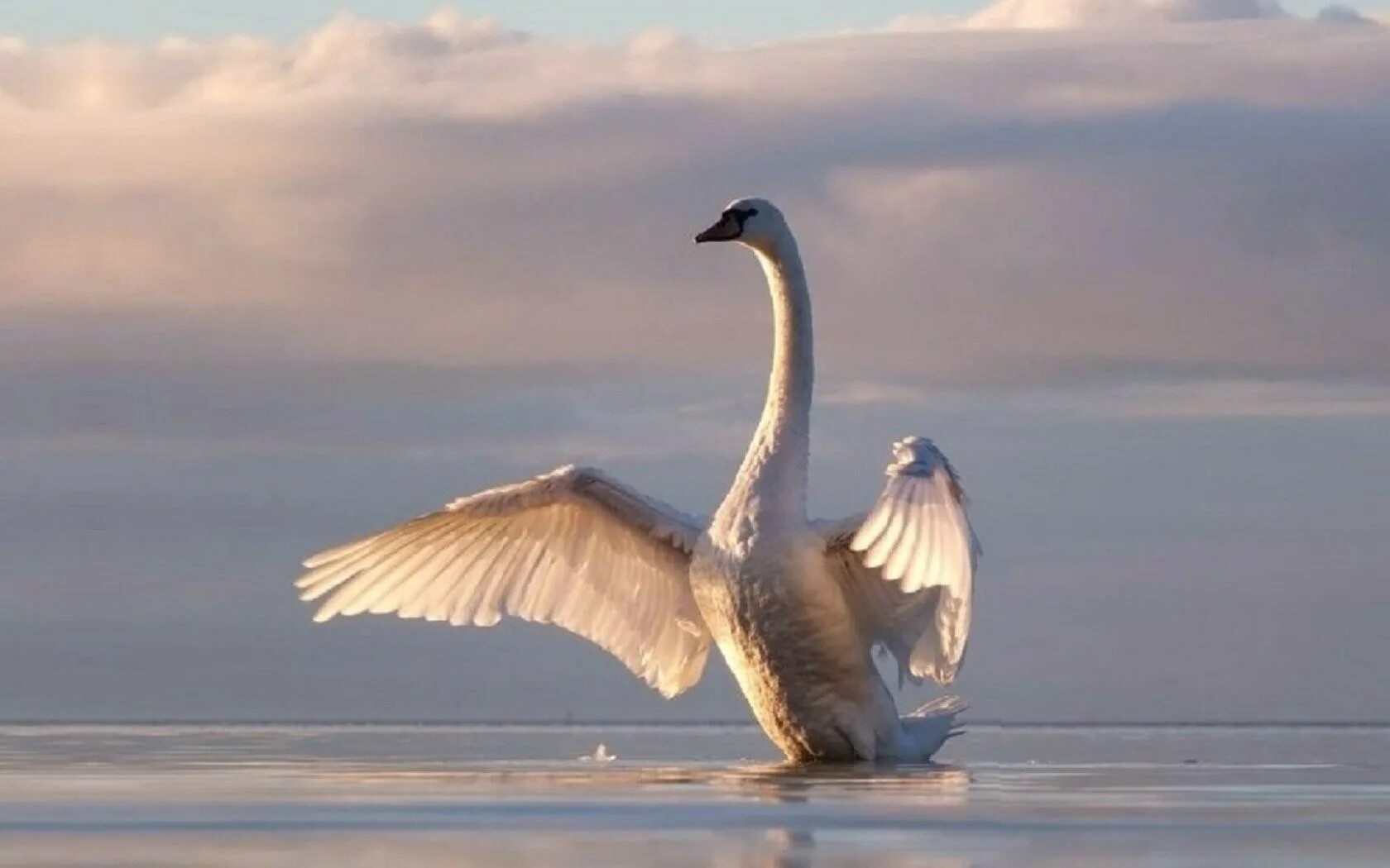 Лебеди белые лебеди в небе опять. Лебеди летят. Лебеди белые лебеди в небе опять. Лебеди в небе. Лебеди белые лебеди в небе опять.