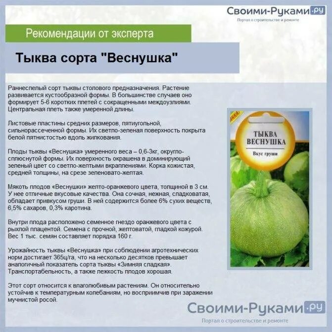 Тыква с какого возраста можно давать ребенку. Тыква веснушка описание. кустовая тыква веснушка. сорт тыквы веснушка. тыква сорта описание.