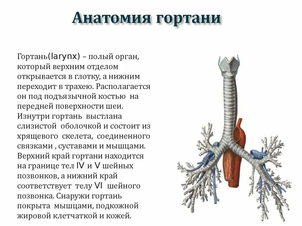 Функции трахеи. Гортань трахея бронхи анатомия. Трахея сбоку. Строение гортани трахеи анатомия. Гортань, трахея, бронхи - строение и функции.