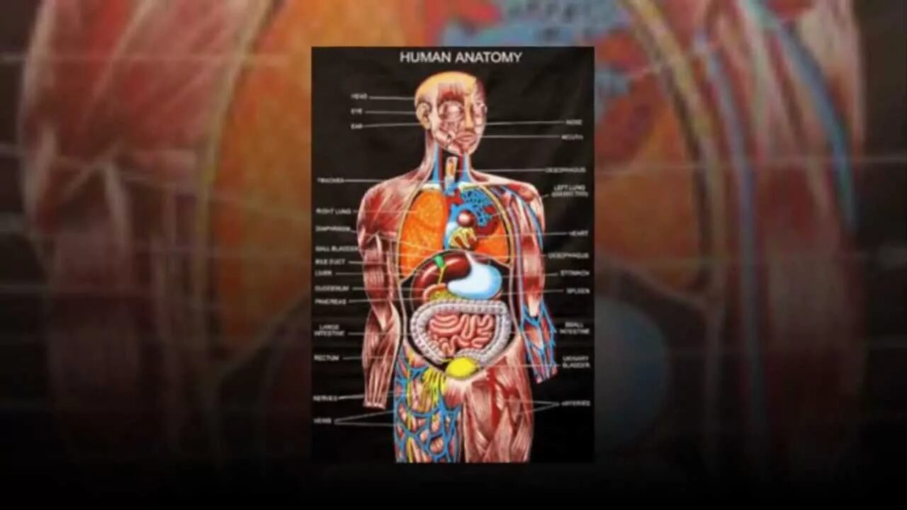 Орган мужчины видео. Физиология человека. Анатомия и физиология человека. Анатомия человека и физиология человека. Атлас тела человека.
