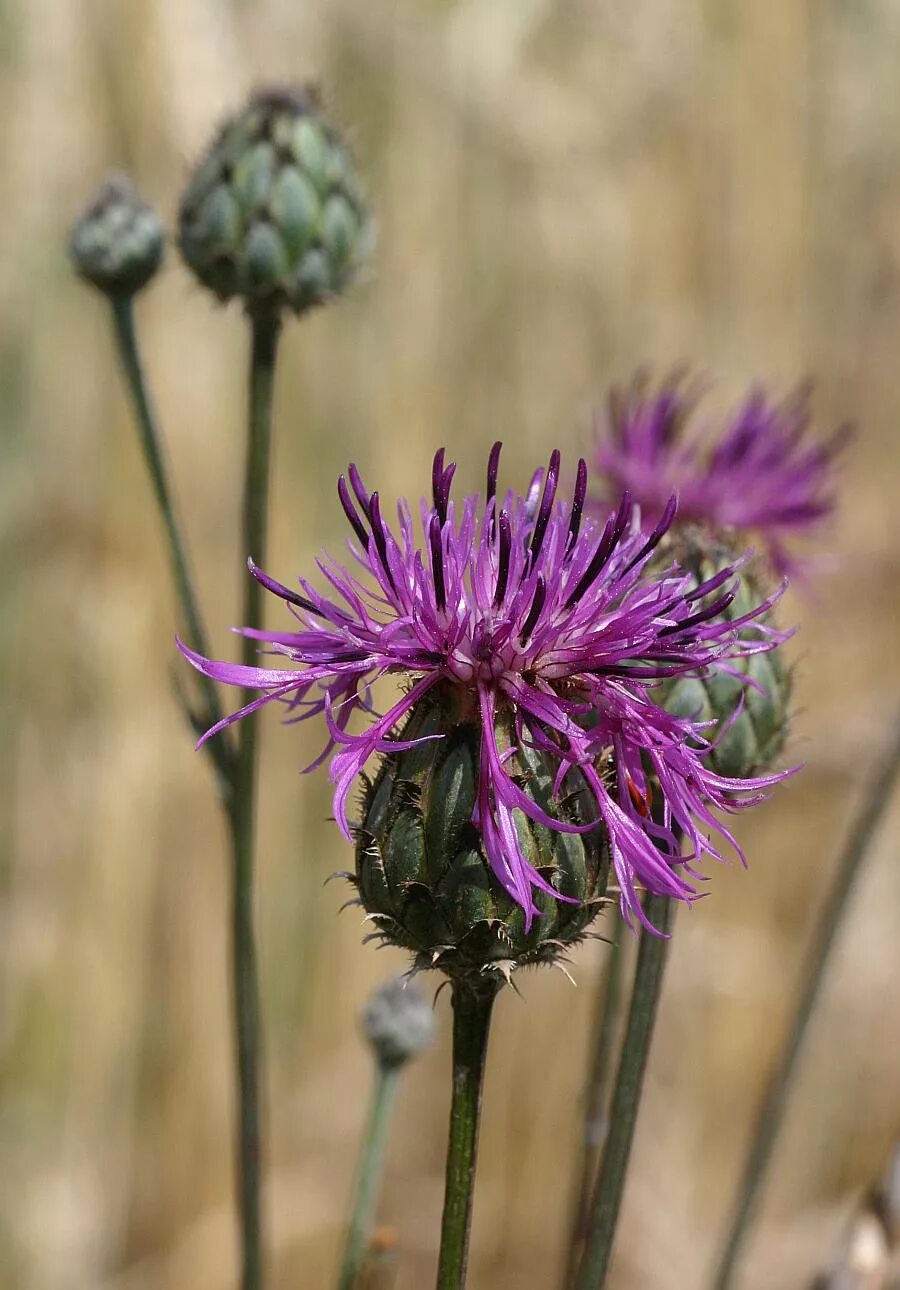 Василек скабиоза Бодяк. Василёк Луговой. Centaurea nigra цветок. Centaurea pulcherrima.