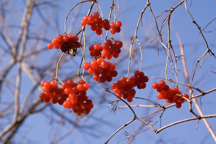 Калина над водою. Калина красная гроздь. Заслонка печки лада калина. Калина обыкновенная озима. Переключатели потока воздуха лада гранта 2013 года.
