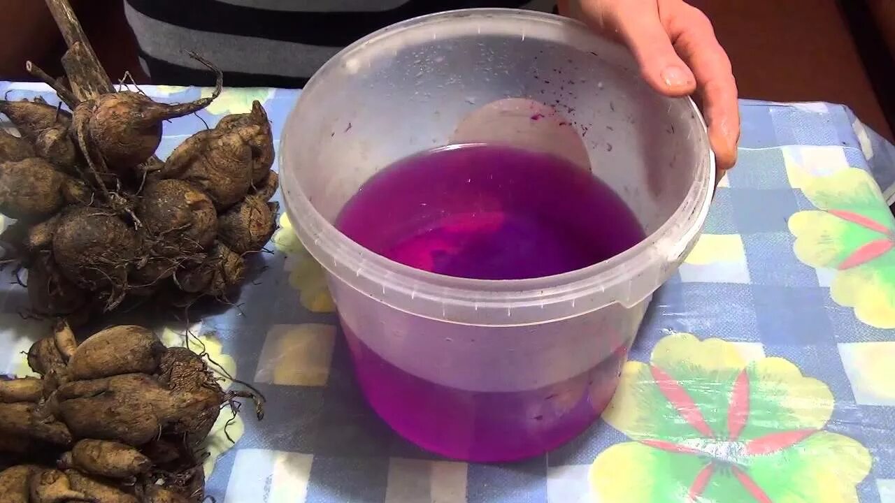 Когда доставать георгины для проращивания из подвала. Георгины корни клубни. подготовка георгинов к посадке. клубень георгины обработать в марганцовке. георгины всходы из клубней.
