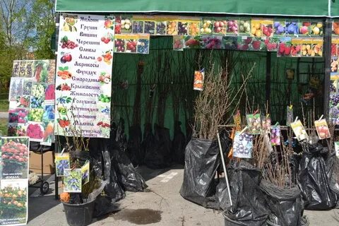 Ярмарка плодовых деревьев