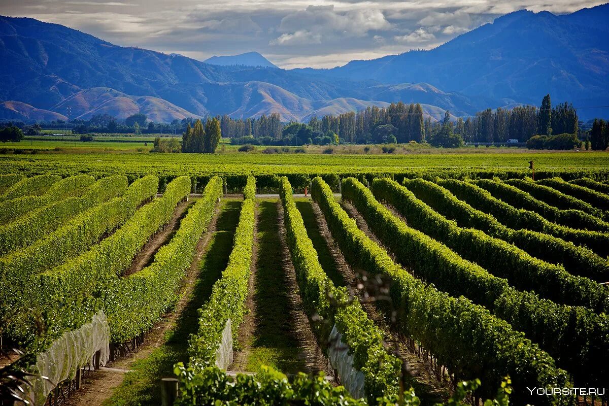 Промышленность новой зеландии. Марлборо (Marlborough, новая Зеландия) виноградники. Новая Зеландия Мальборо винодельческий регион. Долина Мальборо новая Зеландия. Мальборо виноградники.