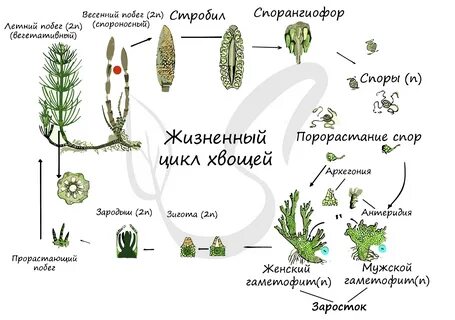 Преобладающее поколение у хвощей