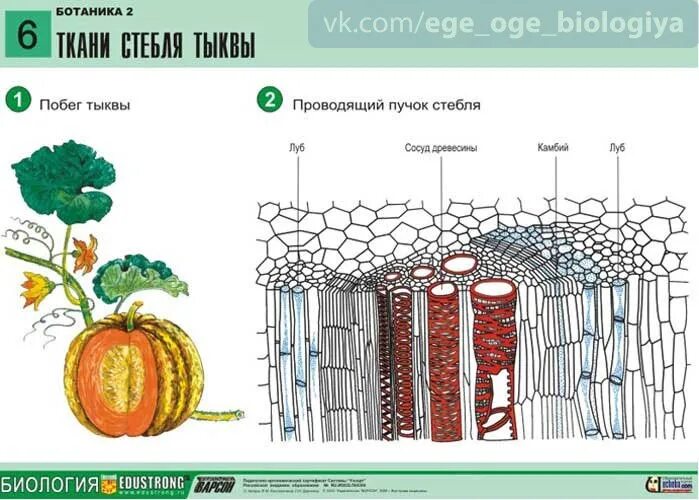 Тесты по биологии строение стебля. Поперечный срез стебля тыквы. срез стебля тыквы строение. схема поперечного среза стебля тыквы. поперечный срез тыквы схема.