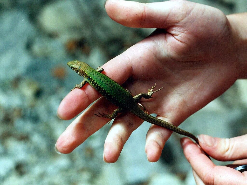 Как ящерица отбрасывает хвост. Прыткая ящерица отбрасывает хвост. Ящерица отбрасывает хвост. Ящерица откинула хвост. Хвост ящерицы.