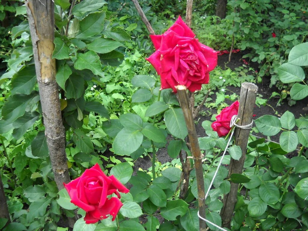 питомник роз сергея овчарова. питомник саженцев роз овчарова. овчаров розы. питомник овчарова розы. питомник сергея овчарова саженцы роз.