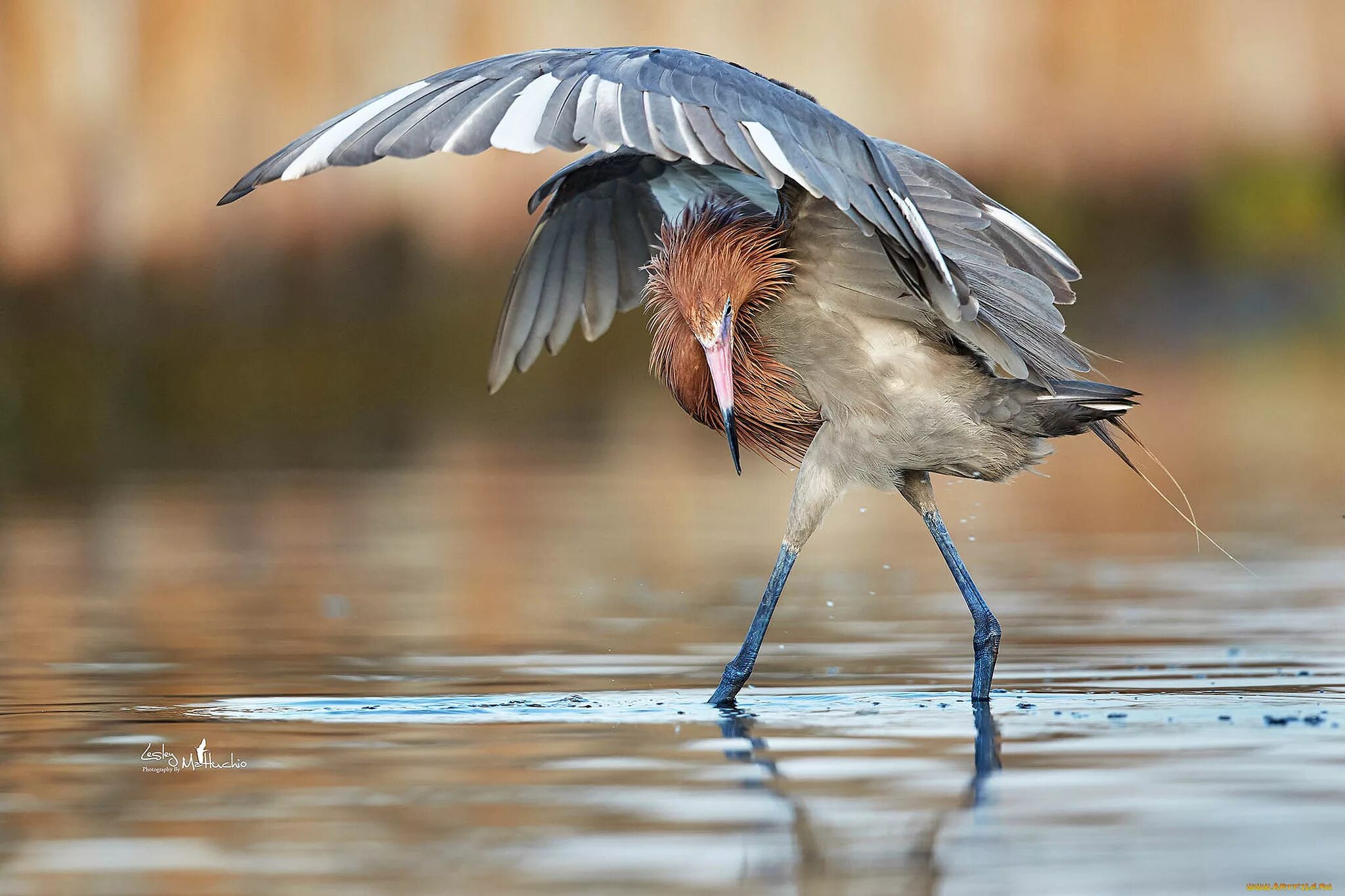 Птичка на ножках. Голубоногая цапля Egretta rufescens. Хохлатая цапля. Reddish Egret птица. Птица без перьев.