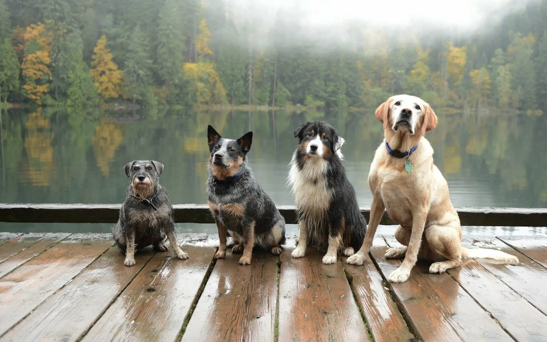 3 animals dogs. Собака на природе. Разные собаки. Щенки на природе. Красивые собаки разных пород.