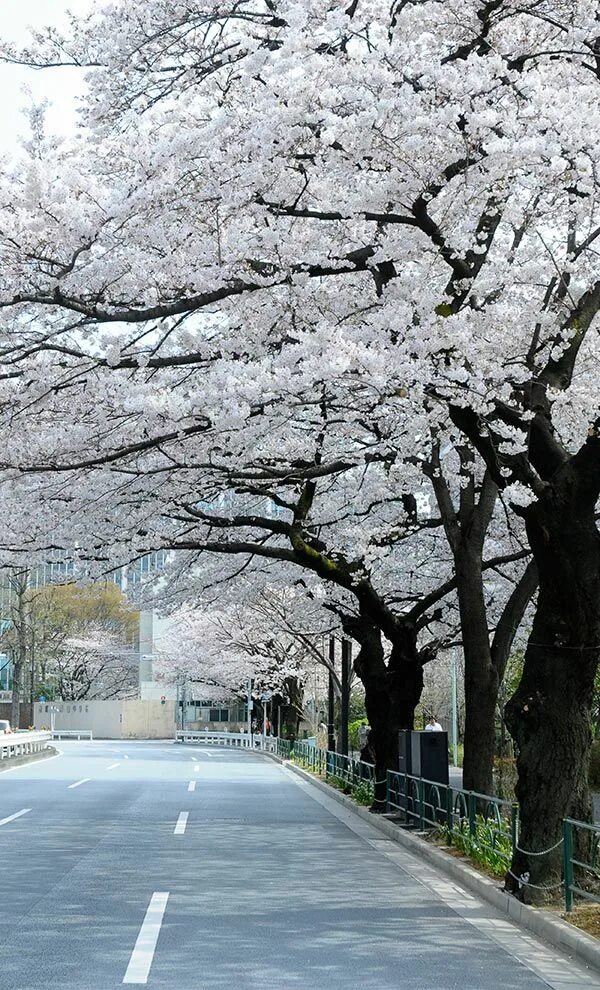 Tokyo white. Токио весной. Токио природа. Токио красивые места.