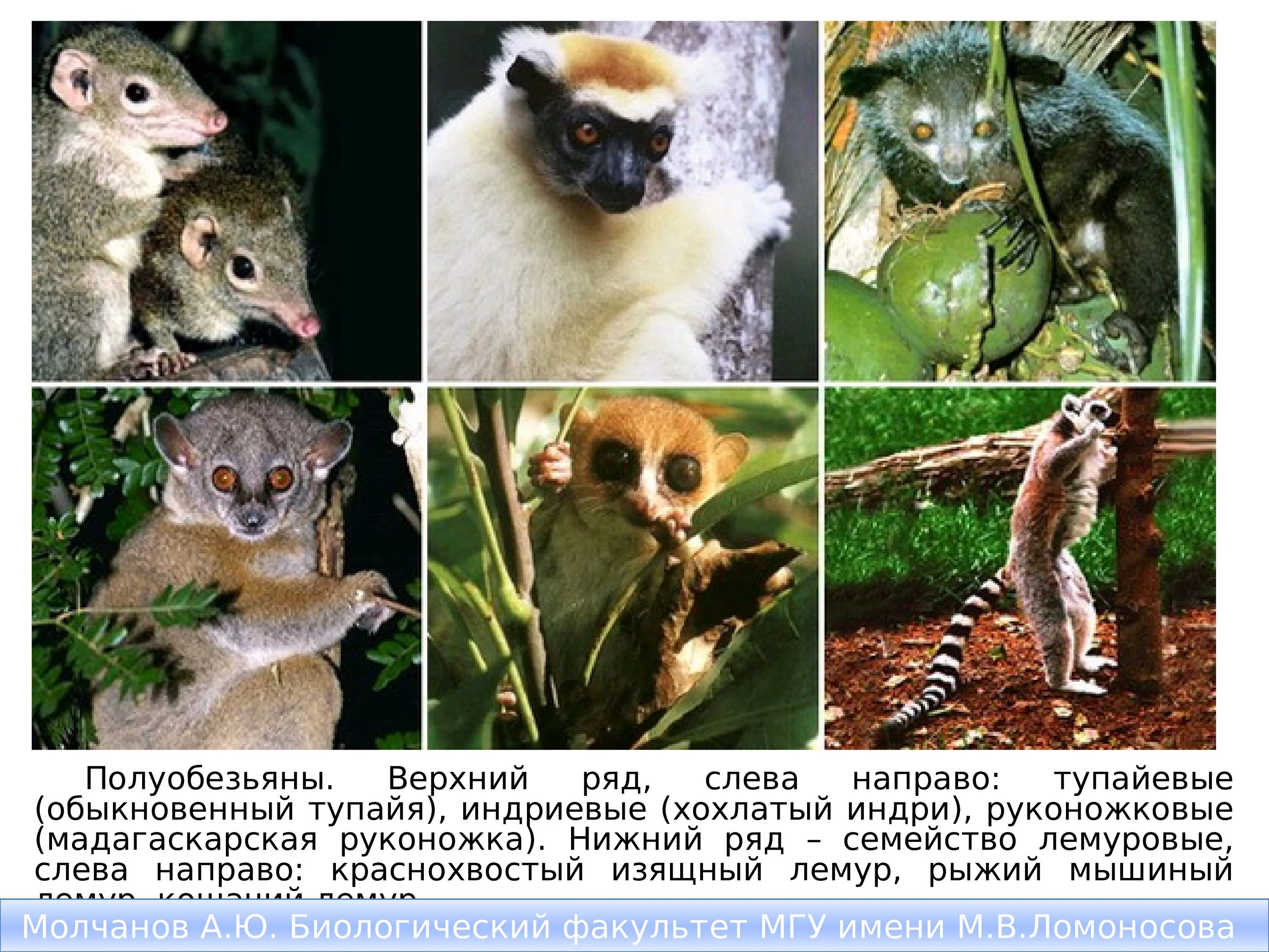 Какой тип развития характерен для лемура. Приматы полуобезьяны. Отряд приматы полуобезьяны. Подотряд низшие приматы полуобезьяны. Полуобезьяны лемуры.