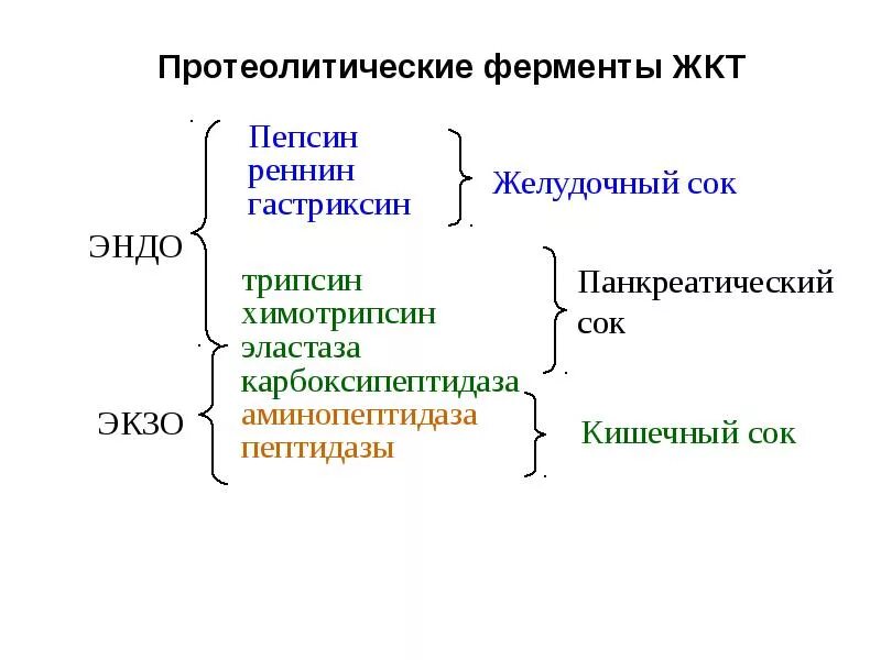 Ферменты переваривающие белки. Переваривание белков в желудочно-кишечном тракте схема. Механизм переваривания белков биохимия. Механизмы активации протеолитических ферментов желудка. Таблица протеолитические ферменты желудочно-кишечного тракта.