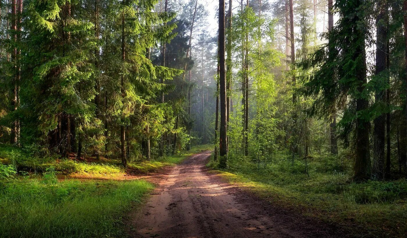 Гродненская пуща заказник. Леса Гродненской области. Гродненская пуща Гродненская область. Белоруссия Лесной массив.