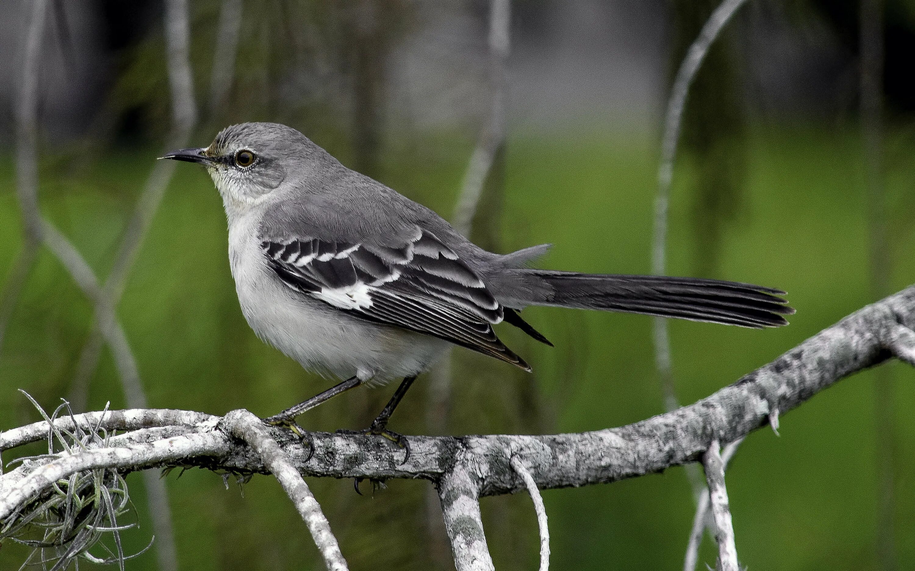 Mocking bird. Дрозд пересмешник. Певчие пересмешники. Пересмешка птица. Северный пересмешник.